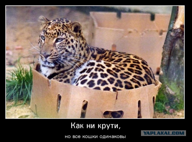 Ко-шко-втор-ник!