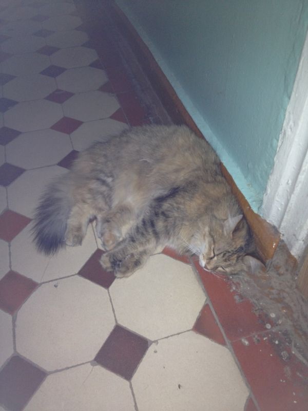 Котовторник 16.04.2013