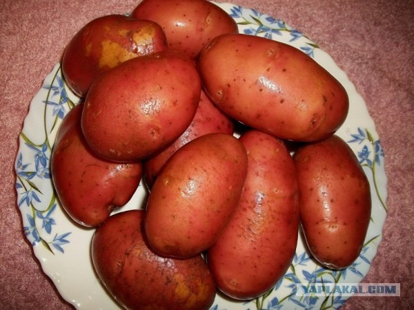 «Ишь грудь выпячила, бёдрами виляет, - Курица!», совместный пост  - Frau Marta и Mitsv