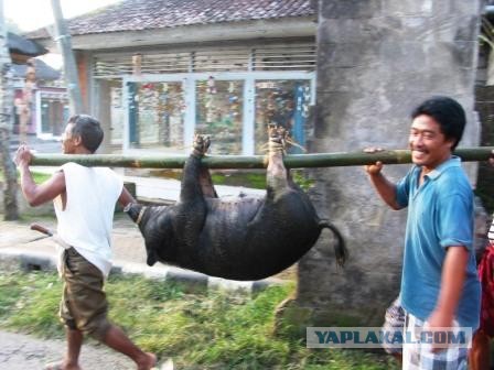 Встреча выпускников