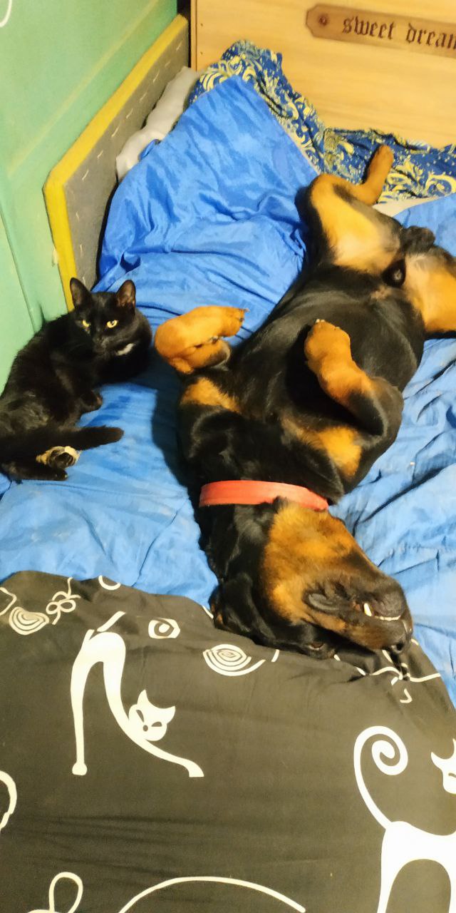 Котик дома!