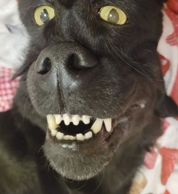 Котопёс