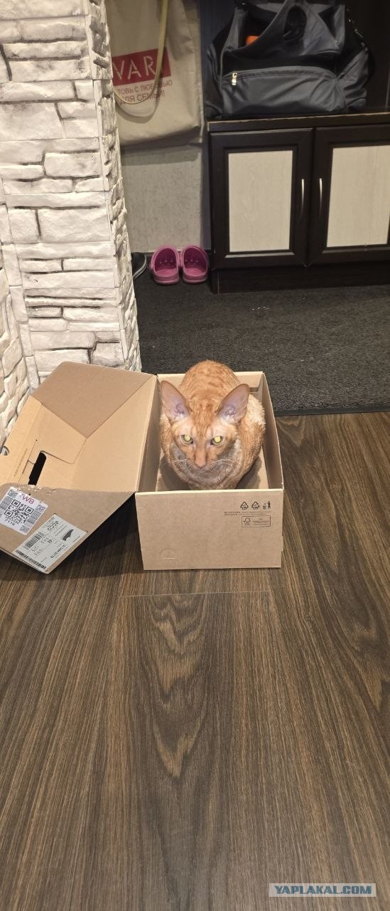 Эталонная прошивка котямбы