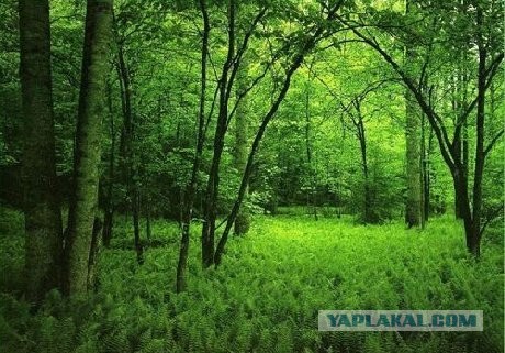 Соревнования снайперских пар