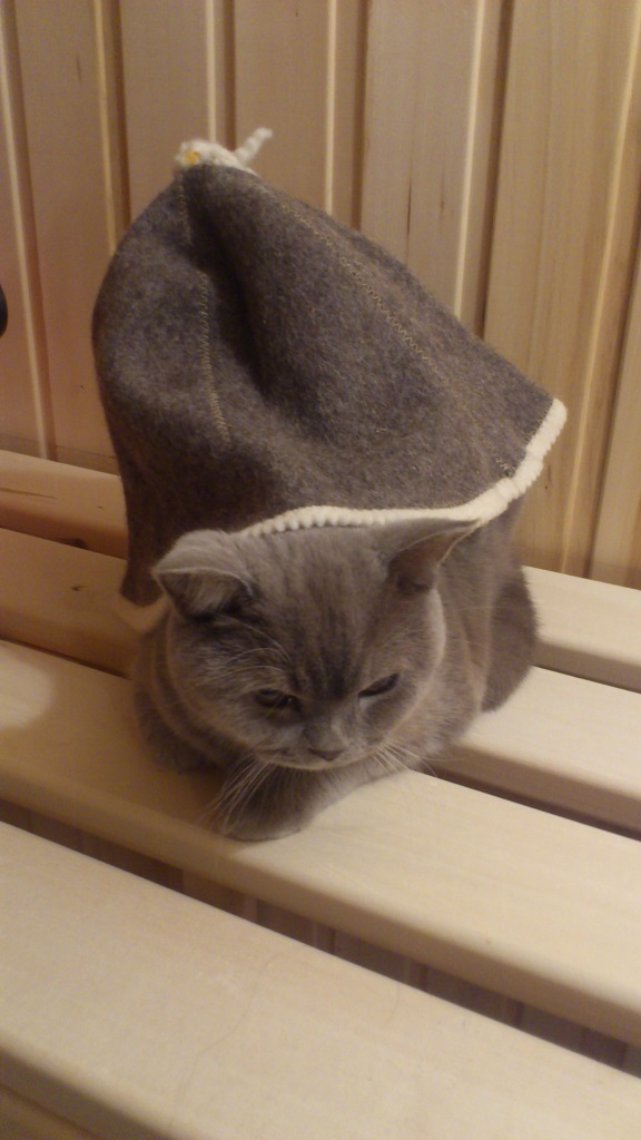 Котовторник 26.11.2013