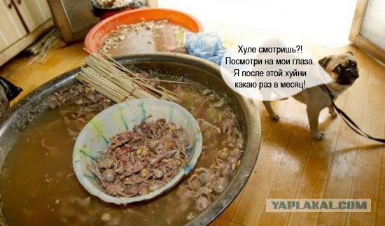 Подпольный китайский деликатес