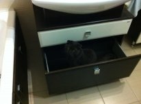 Котовторник 25.02.2014