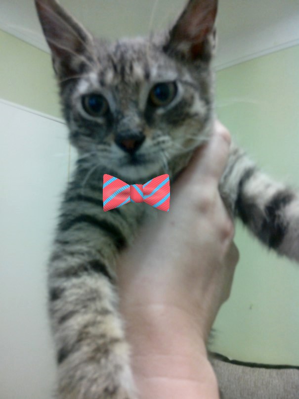 Котовторник 05.08.2014