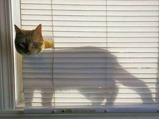 Смешные картинки из соц. сетей.