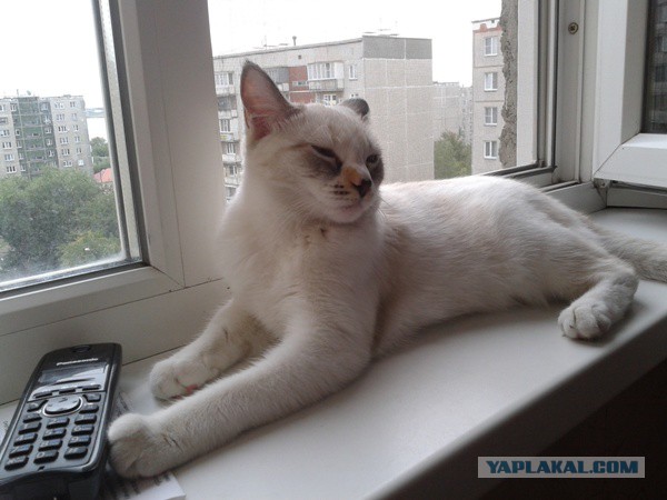 Котовторник 21.10.2014