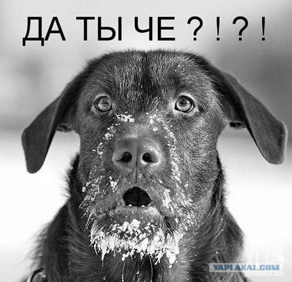 Собакочетверг на 18.12.2014