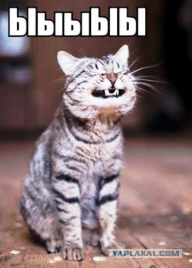 Как я побрил кота