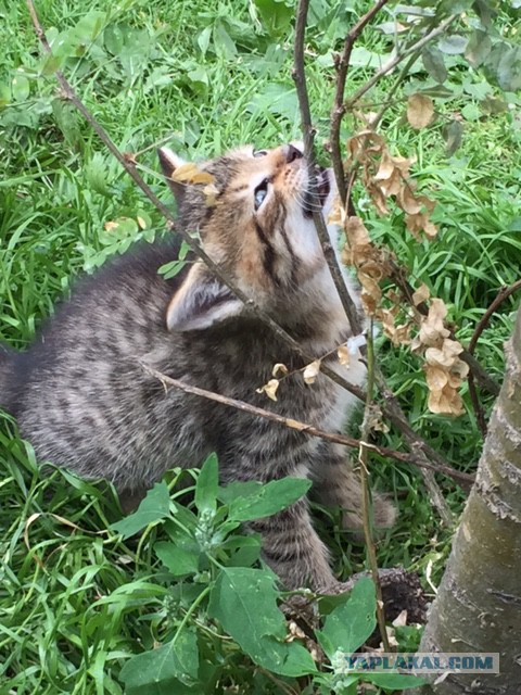 Котовторник 7.07.2015