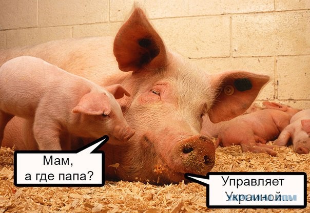 НАТО в лице Порошенко заявляет, что у границ