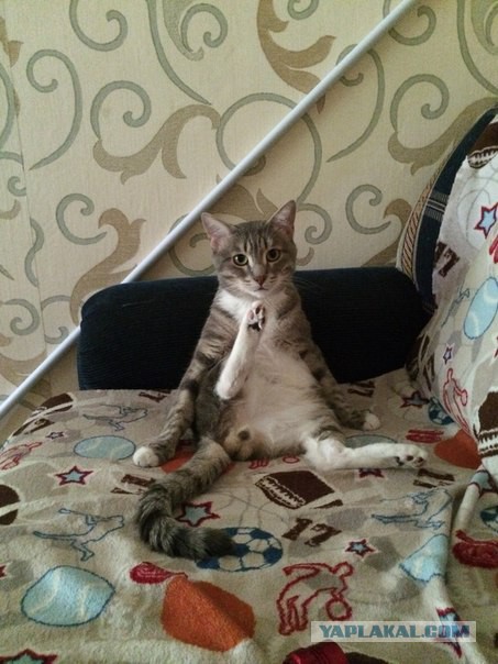 Котовторник  21.07.2015