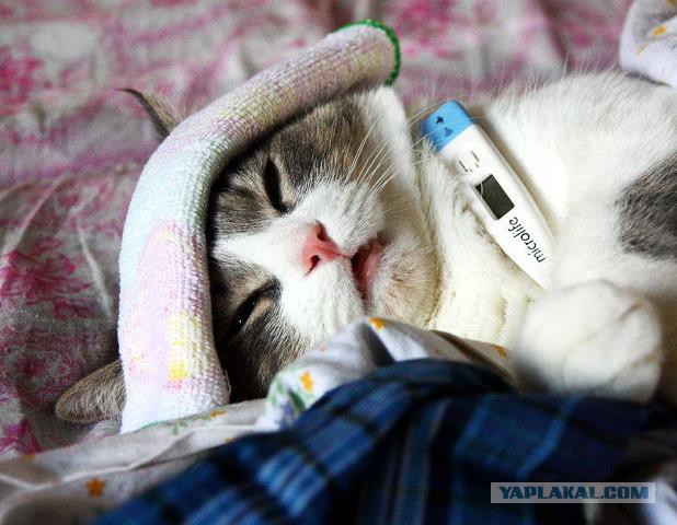 Хоть и не котовторник