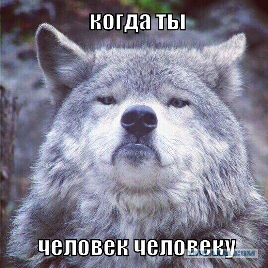 Придет серенький волчок
