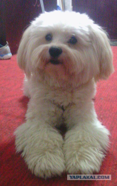 Собакочетверг же, ау!