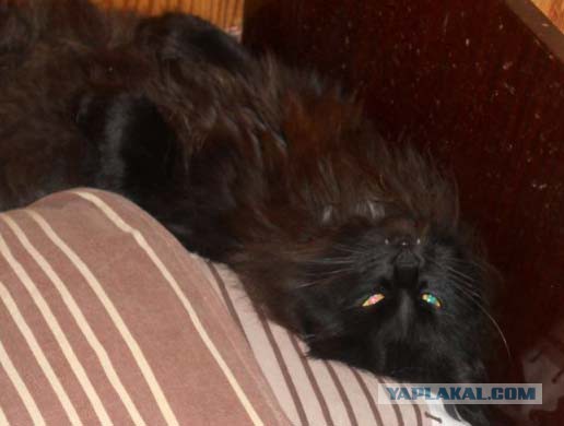 Жизнь домашнего приюта для котеек 91