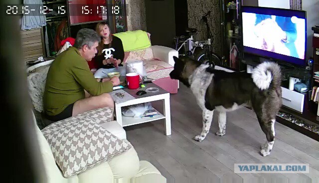 За что я люблю китайцев