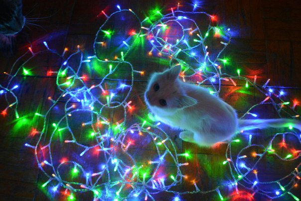 Разные картинки