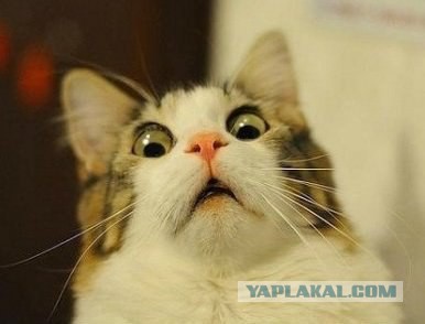 Срочно нужен экзорцист