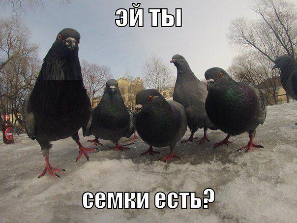 Прикольные животные