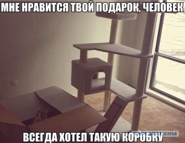 Коробочные коты или кошачий склад