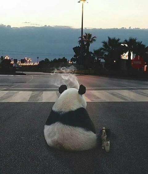 Самые смешные животные