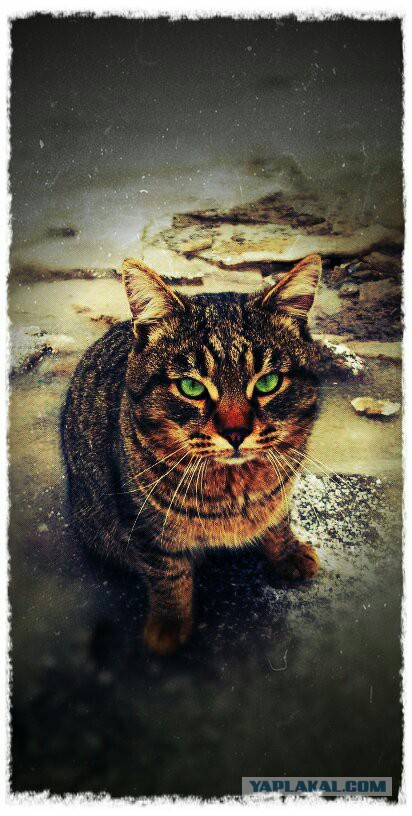 Котовторник 21.02.2017