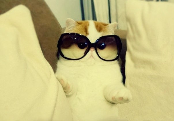 Коты и Кошки