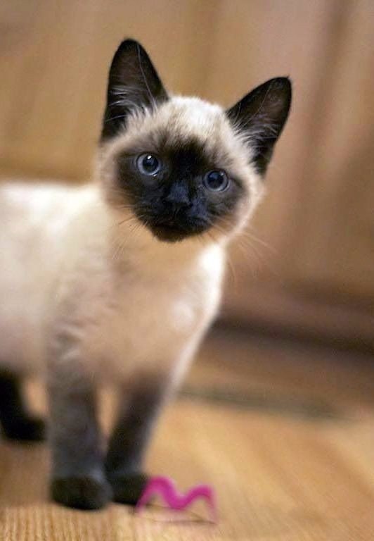 Коты и Кошки