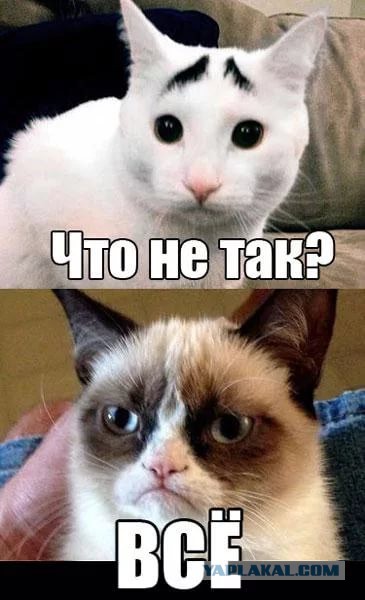 Реакция кота на тигров в зоопарке