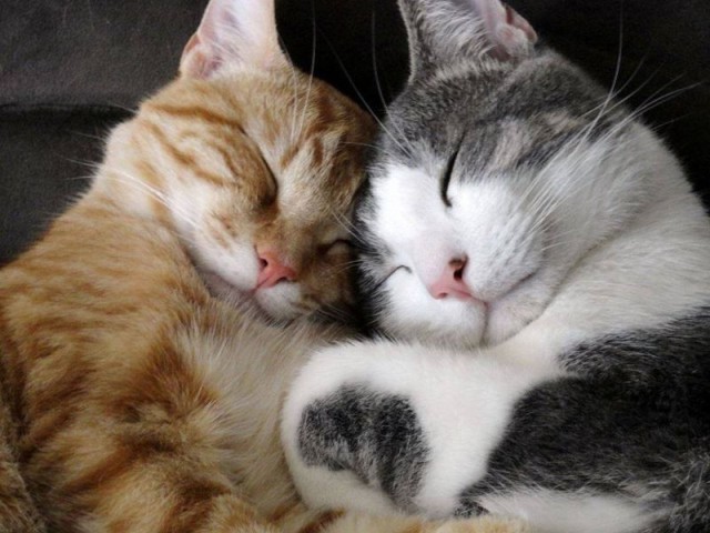 Коты и Кошки