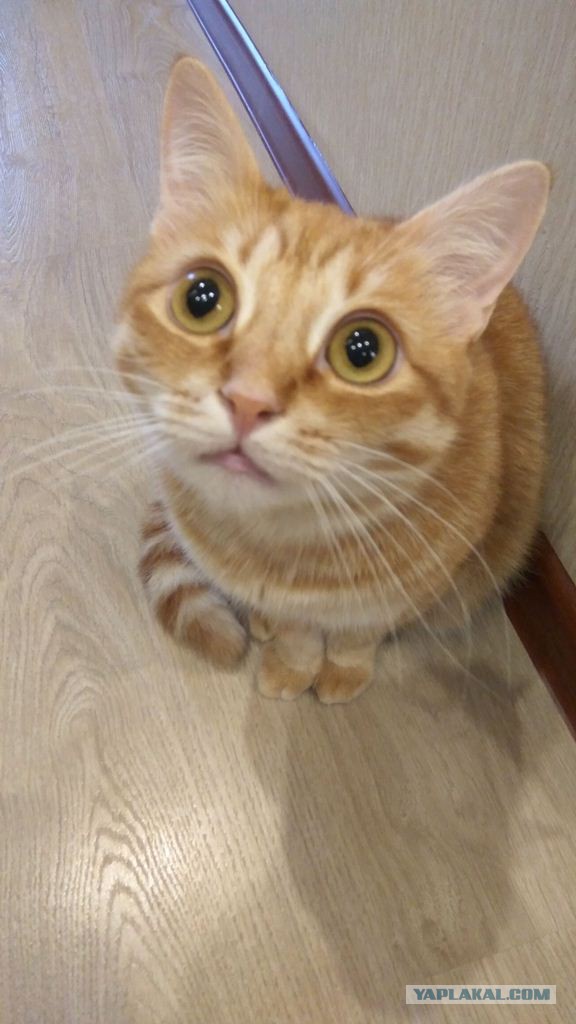 Котовторник 28.11.2017