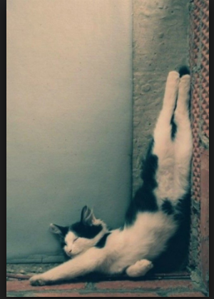 Коты застигнутые врасплох