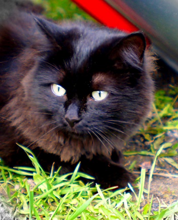 Котовторник 29.5.18
