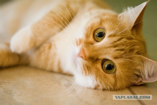 Котовторник на ЯПлакалъ (15.07.2008)