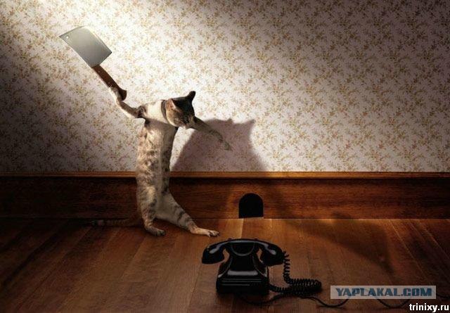 Даёшь Котовторник на ЯПе! (29.07.08)