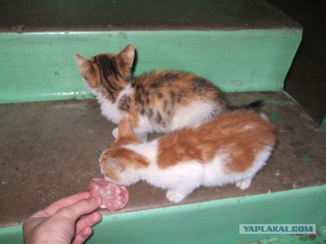 Котовыходные (18 фото)