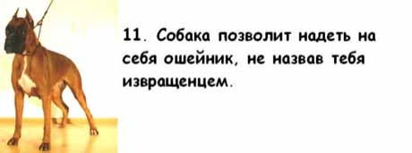 13 причин, почему холостяки предпочитают собаку