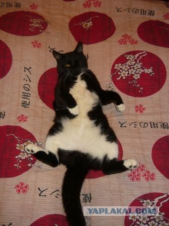 Начинаем котовторник!