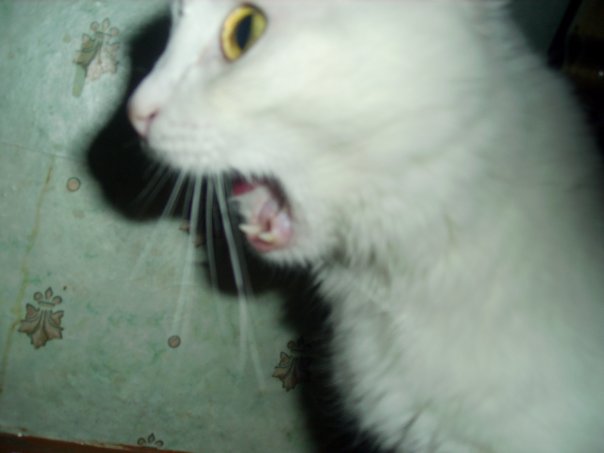 Котовторник объявляется открытым!
