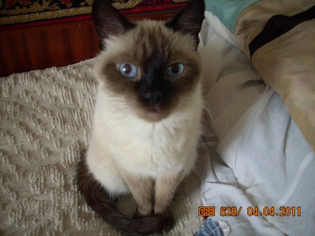 Первый котовторник июля