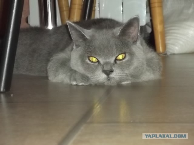 Супер-котофото на котовторник