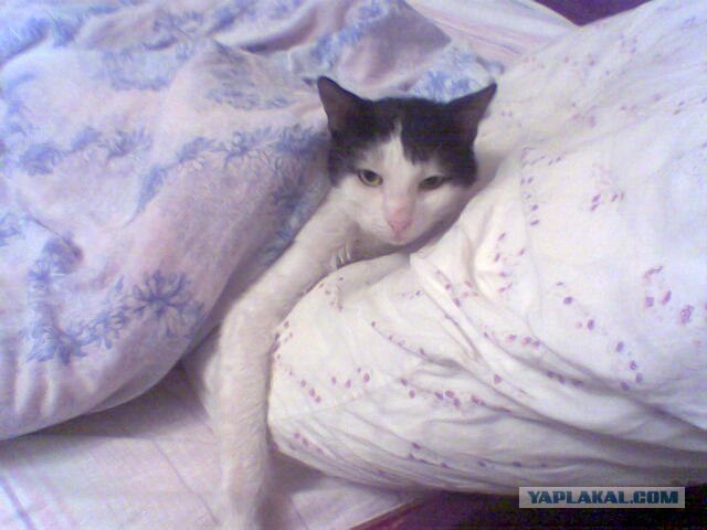 Интимный котовторник (23.08.11)