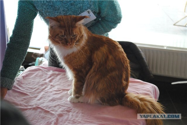 Сонный Котовторник