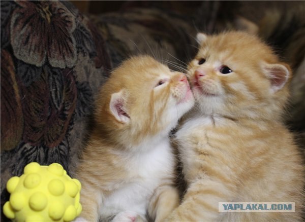 Котовторник (начало в супермаркете!)