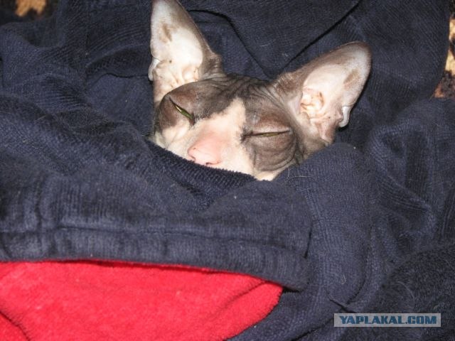 Котовторник!