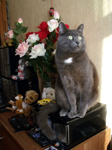 Котовторник (21.02.2012)